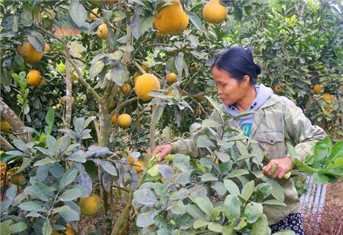 Làm giàu không chỉ từ cây chè