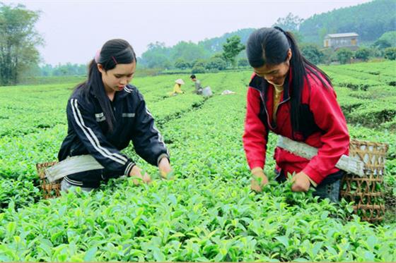 Về những vùng chè nổi tiếng