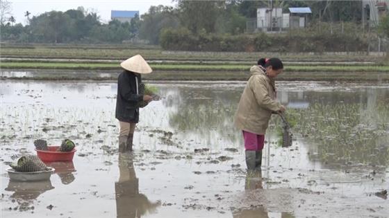 Gieo cấy lúa xuân đạt 90% diện tích