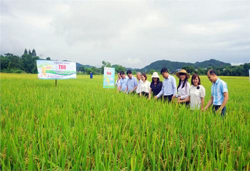 An Khánh nỗ lực cán đích nông thôn mới