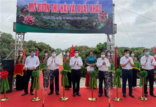 Kết nối giao thương, đưa vải thiều Hải Dương ''xuất ngoại''