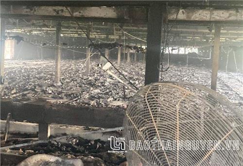 Cháy trang trại gà ở Tích Lương, ước thiệt hại 2,5 tỷ đồng