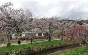 Một thoáng Tokyo