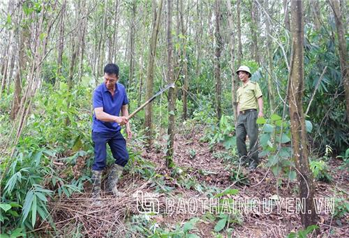 Nhân rộng những cánh rừng FSC