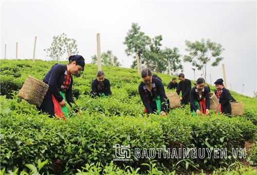 Du lịch nông nghiệp: Hướng phát triển nhiều tiềm năng ở Phú Lương