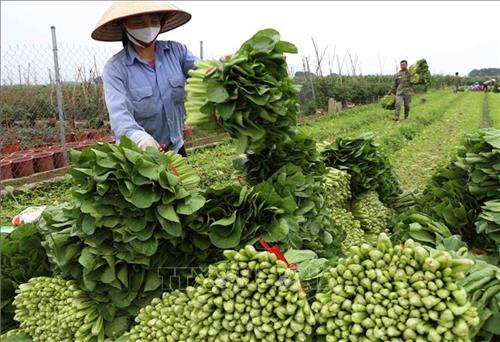 Bắt nhịp xu thế nông nghiệp xanh