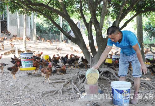 Phú Bình: Gà đồi được giá, nông dân lãi lớn