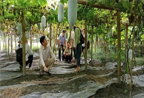 Đánh giá đúng vai trò của kinh tế tập thể