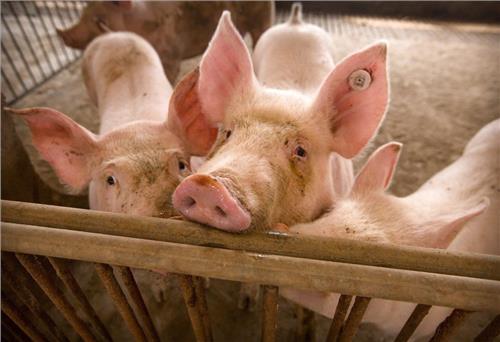 Trung Quốc tạo ra giống lợn biến đổi gien có khả năng miễn dịch với virus giống AIDS