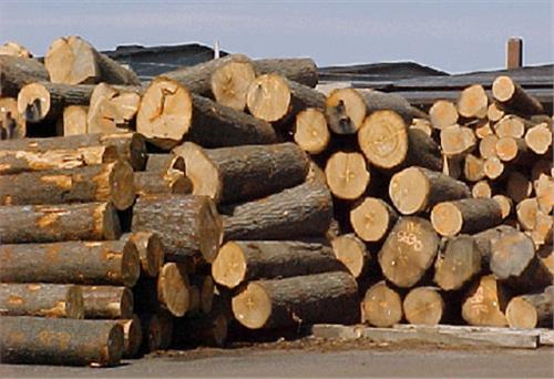 Việt Nam nhập 1,66 tỷ USD gỗ tròn và gỗ xẻ năm 2015