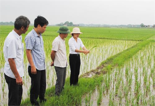 Xây dựng cánh đồng lớn: Thay đổi tư duy sản xuất nhỏ