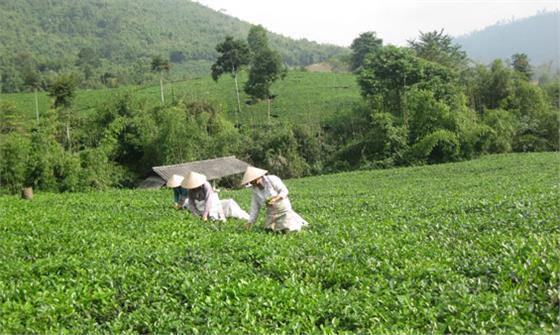 Để sản phẩm chè bảo đảm vệ sinh an toàn thực phẩm