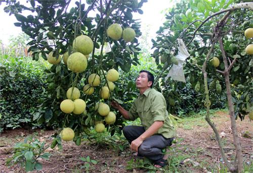 Nâng cao giá trị sản xuất nông nghiệp