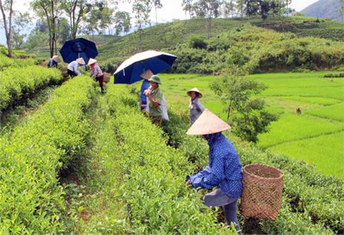 Cựu chiến binh với phong trào thi đua làm giàu