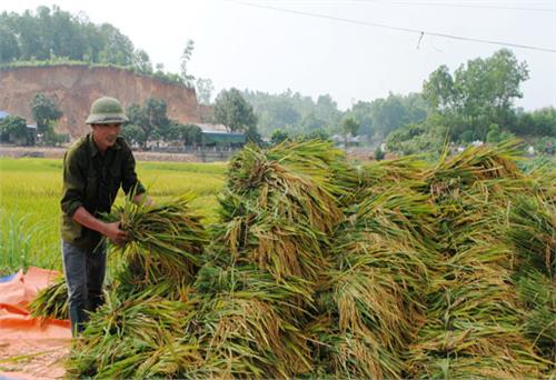 Phát triển nông nghiệp đáp ứng yêu cầu mới: Tăng trưởng trong điều kiện khó khăn (Bài 1)