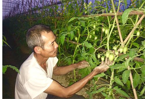 Người trồng rau an toàn trên đất Đồng Niêng