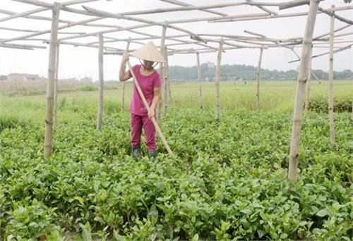 Giá rau xanh tăng do thiếu nguồn cung