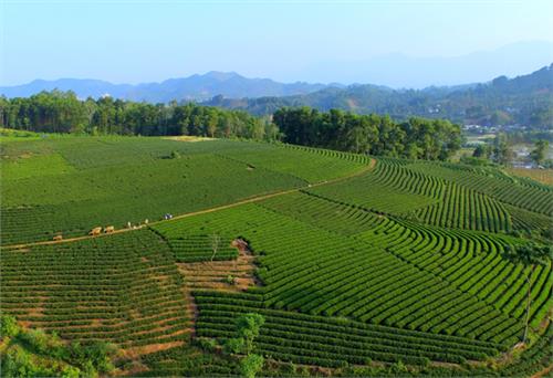 15 tiêu chí giám sát, đánh giá về cơ cấu lại ngành nông nghiệp