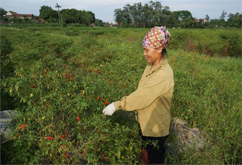 Thanh Ninh tích cực chuyển đổi cơ cấu cây trồng