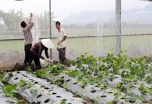 Tháo gỡ “nút thắt” đầu ra cho rau an toàn: Người sản xuất và người tiêu dùng chưa 