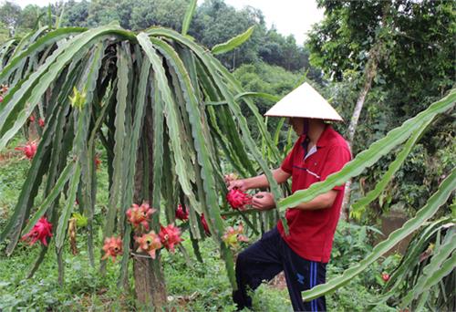 Thành lập mới trên 70 hợp tác xã và tổ hợp tác