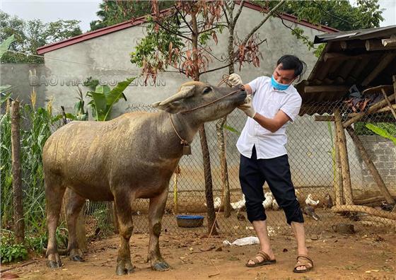 Định Hóa: Công bố hết dịch viêm da nổi cục ở trâu, bò