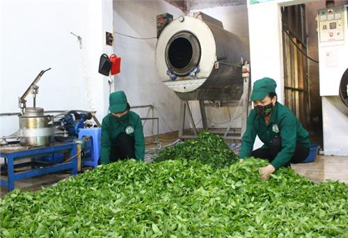 Thay đổi tư duy trong sản xuất chè an toàn