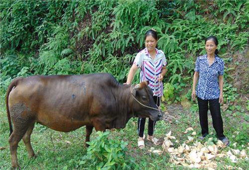 Phụ nữ Nam Hòa sáng tạo trong học tập và làm theo lời Bác