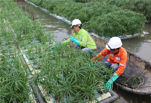 Thử nghiệm xử lý nước thải bằng thực vật