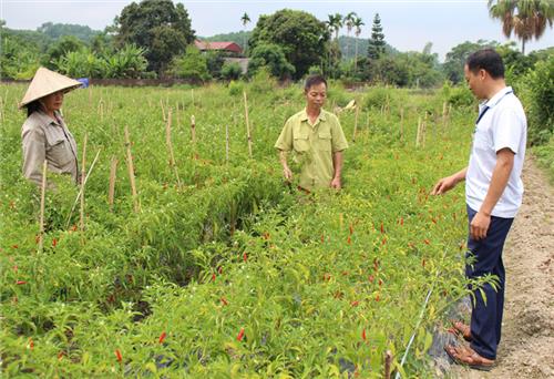 Chuyển đổi cây trồng trên đất lúa kém hiệu quả