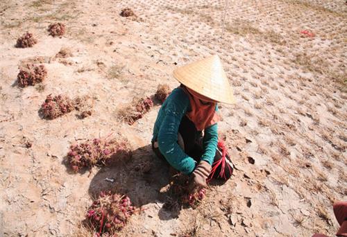 Thăm ''vương quốc hành tỏi'' Lý Sơn