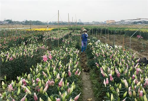 Hoa ly được mùa nhưng mất giá