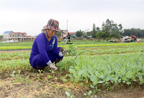 Chuyển đổi cây trồng trên đất lúa kém hiệu quả