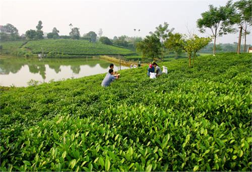 Tôn vinh cây chè, các sản phẩm và văn hóa Trà