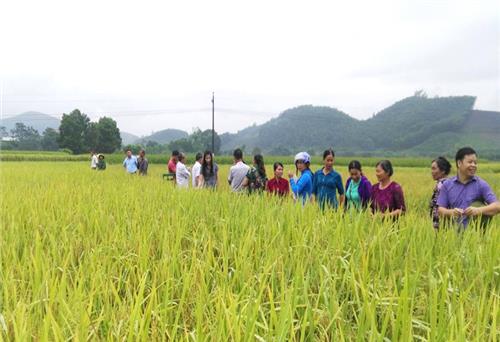 Đánh giá kết quả thực hiện mô hình “Cánh đồng mẫu lớn”