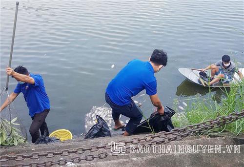 TP. Thái Nguyên: Cá chết hàng loạt tại hồ Hoàng Ngân