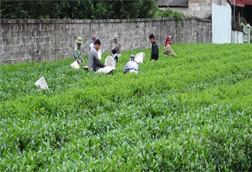 Hơn 10 năm lãng phí một nhãn hiệu tập thể