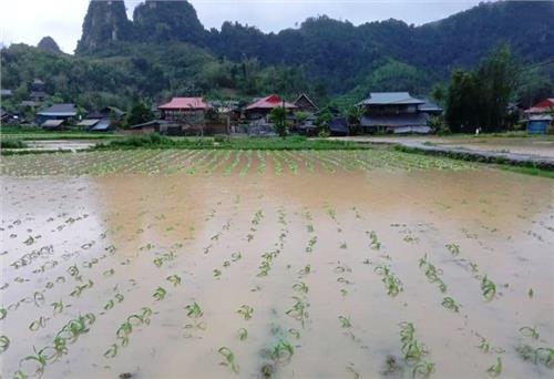 Mưa lũ gây nhiều thiệt hại về hoa màu tại Bắc Kạn