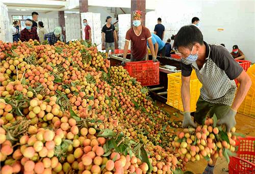 Hỗ trợ Bắc Giang, Hải Dương tiêu thụ nông sản, ổn định sản xuất