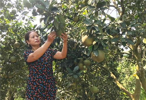 Người phụ nữ Nùng góp sức thay đổi quê nghèo