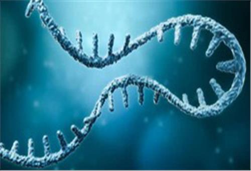 Phát hiện loại 'gene nhảy' kỳ lạ ở chuột có thể giúp con người điều trị bệnh nghiêm trọng