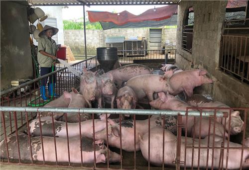 Bình Sơn phát huy vai trò gương mẫu của đảng viên