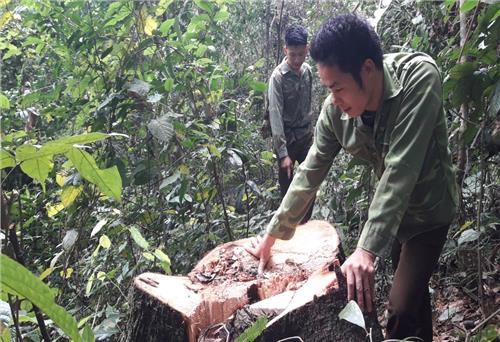 Chỉ đạo làm rõ vụ chặt hạ cây gỗ trái phép tại rừng đặc dụng ở Sảng Mộc