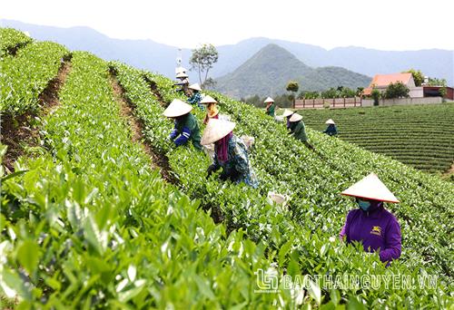 Thriving tea area at Tam Dao mountain’s foot 
