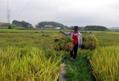 Góp phần thúc đẩy sản xuất nông nghiệp phát triển