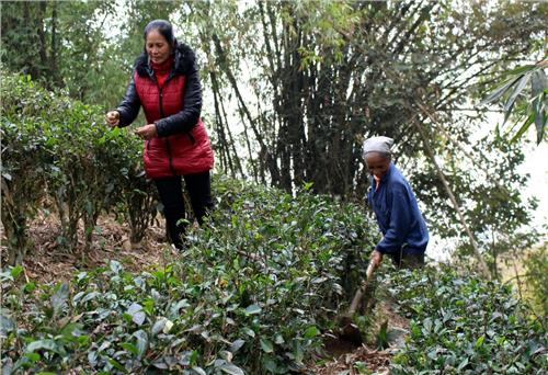 Vườn Thông học Bác tính tiết kiệm