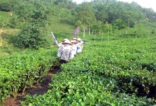 Vùng chè dưới chân núi Tam Đảo