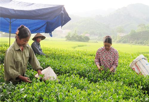 Phát triển cây chè ở Võ Nhai