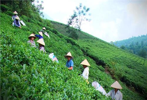“Chắp cánh” cho thương hiệu chè bay xa