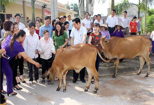 Hỗ trợ bò sinh sản cho hội viên phụ nữ nghèo